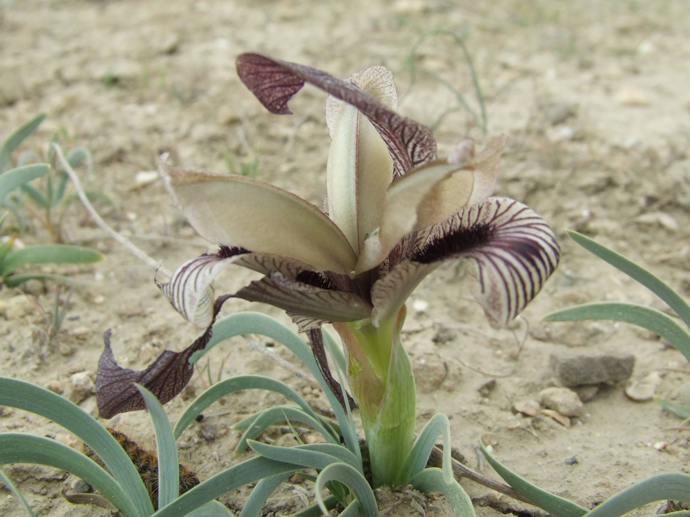 Изображение особи Iris acutiloba.