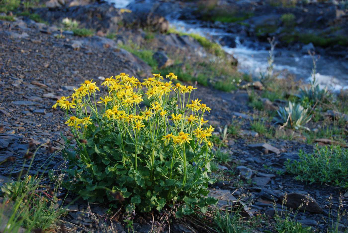 Image of Senecio taraxacifolius specimen.