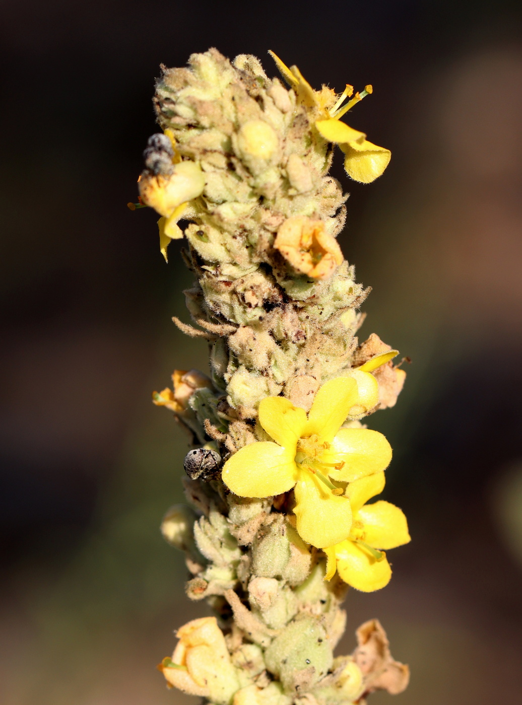 Изображение особи Verbascum thapsus.