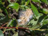 Salix phylicifolia. Часть ветви с соплодием. Мурманская обл., п-в Рыбачий, побережье Большой Волоковой губы севернее м. Коровий, каменистый берег ручья. 28.07.2020.