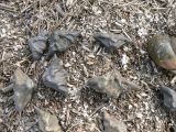 genus Trapa. Плоды. Хабаровск, Большой Уссурийский остров, ровное продуваемое место. 08.03.2020.