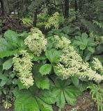 Rodgersia podophylla