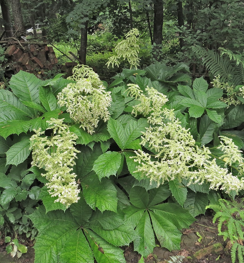 Image of Rodgersia podophylla specimen.