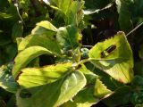 Hydrangea petiolaris