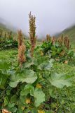 Rumex alpinus