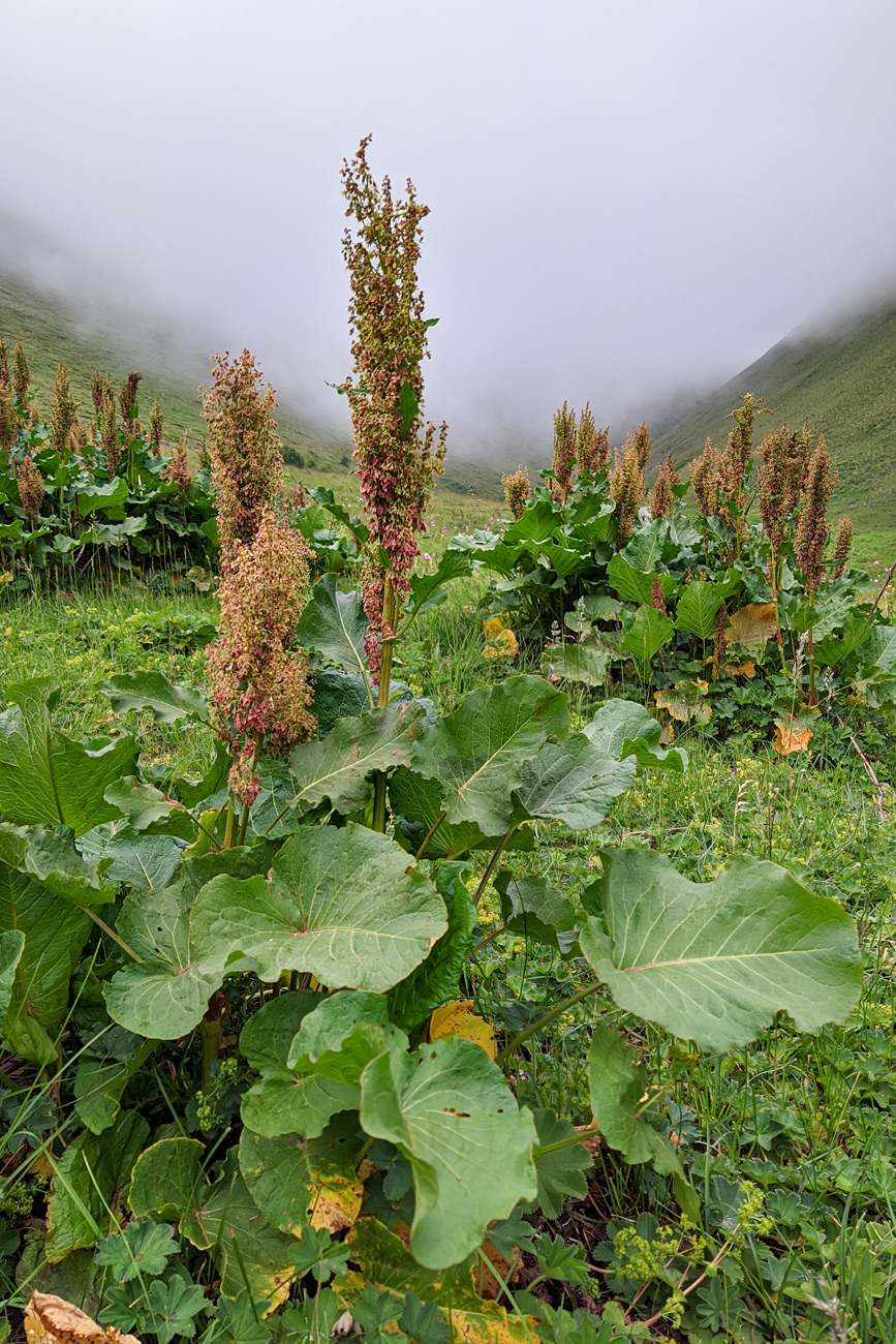 Изображение особи Rumex alpinus.