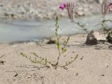 род Polygonum