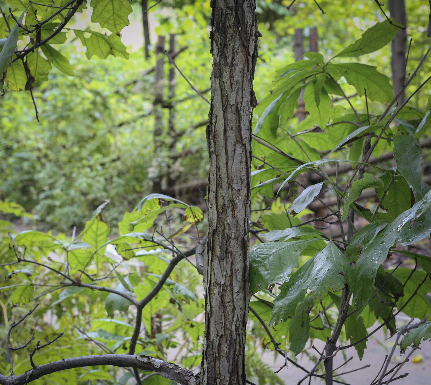 Image of Quercus bicolor specimen.