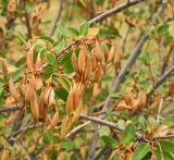 Embothrium coccineum