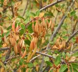 Embothrium coccineum. Ветви с соплодиями. Аргентина, пров. Санта Круз, нац. парк Лос-Гласьярес, берег оз. Архентино напротив ледника Перито Морено, верещатник на склоне. 15.03.2014.