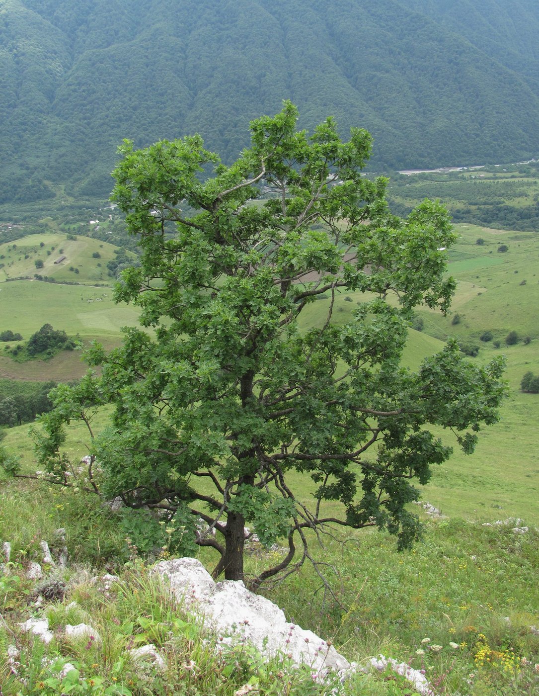 Image of Quercus robur specimen.