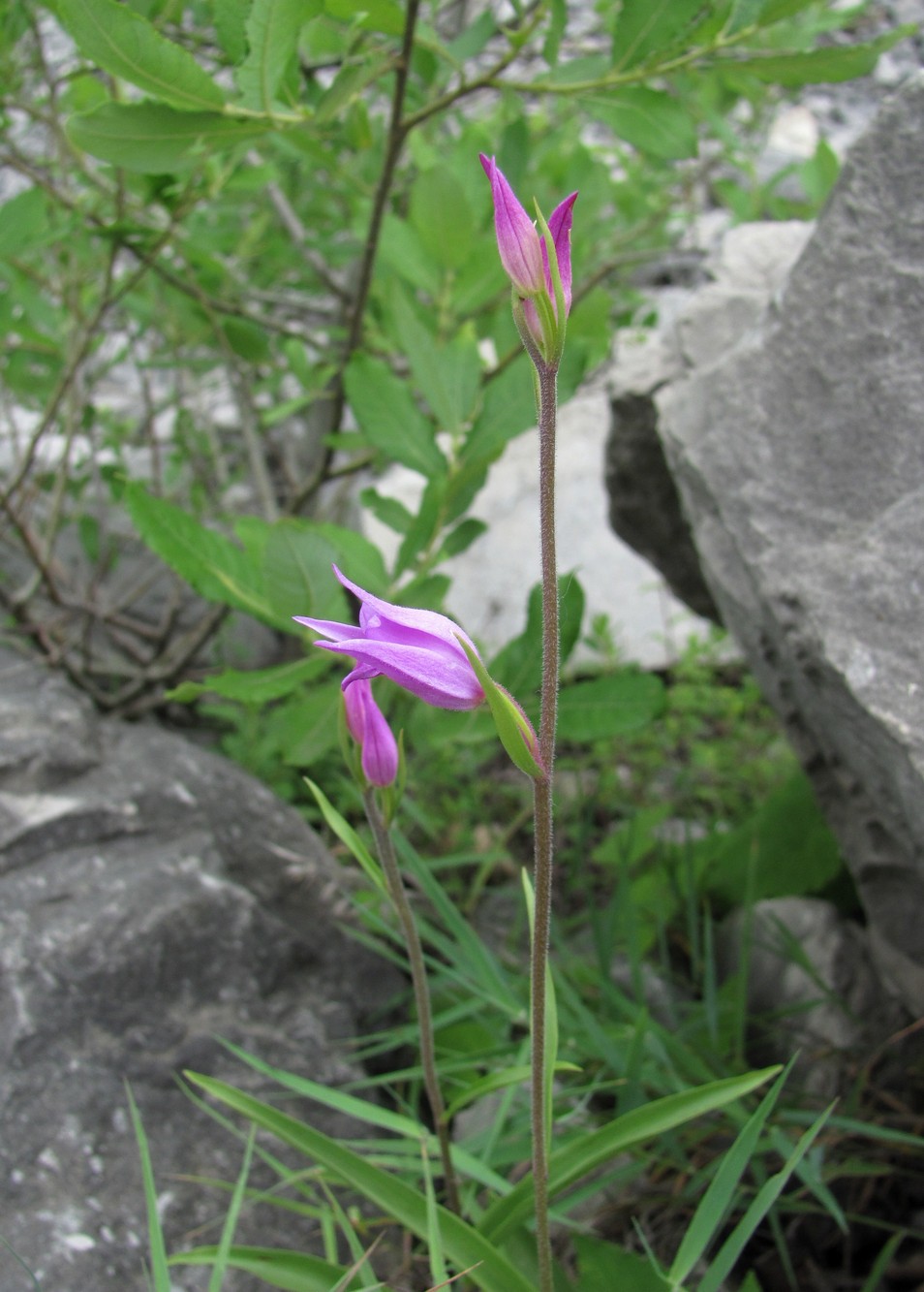 Изображение особи Cephalanthera rubra.