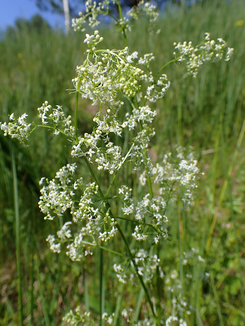 Изображение особи Galium album.