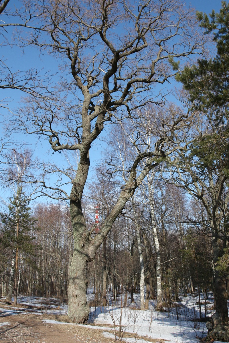 Image of Quercus robur specimen.