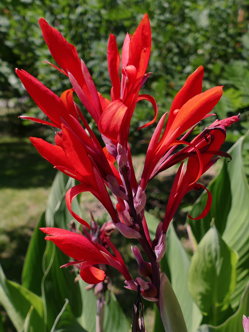 Image of Canna indica specimen.