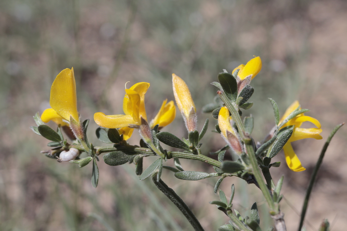 Изображение особи Genista juzepczukii.