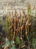 Equisetum arvense