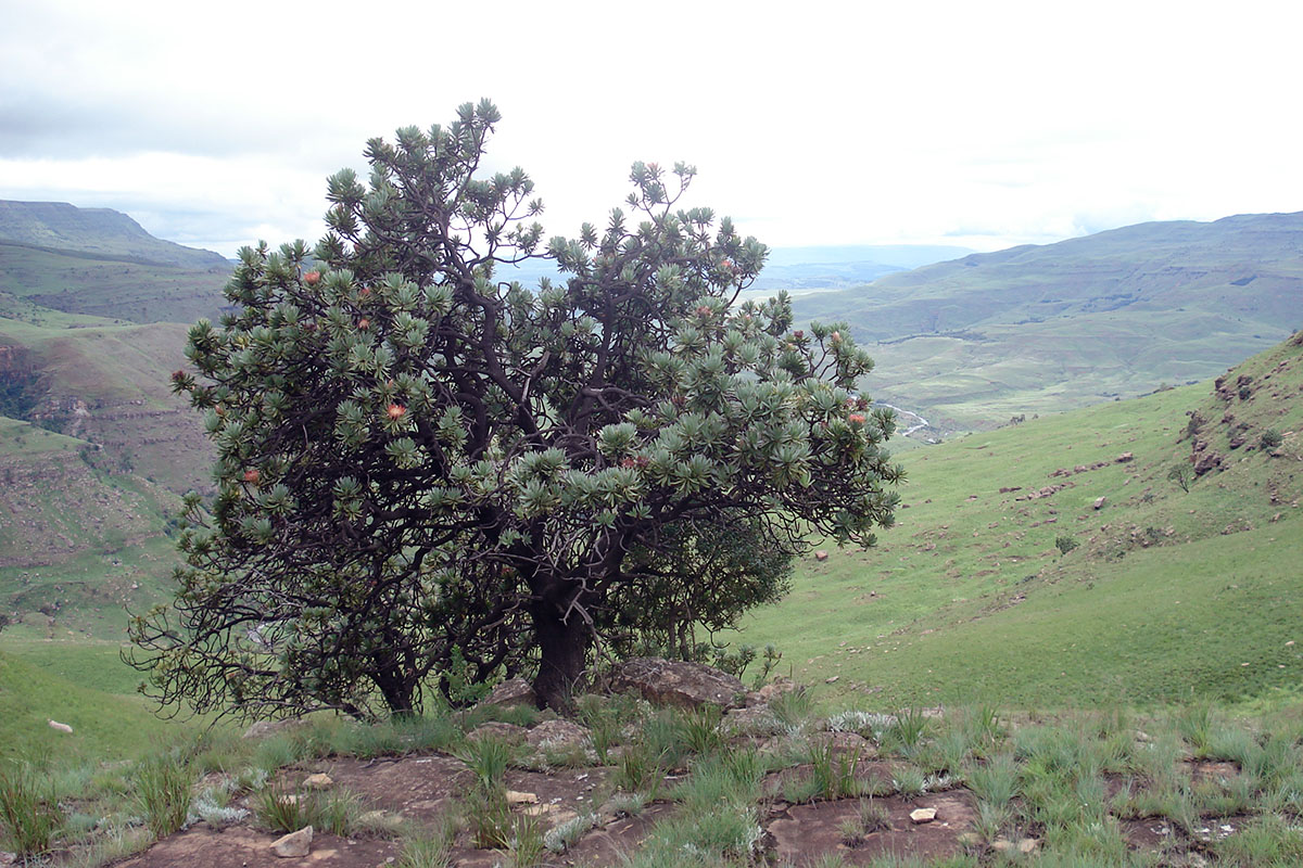 Изображение особи Protea roupelliae.