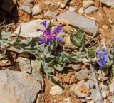 Centaurea cyanoides. Верхушка веточки цветущего растения. Израиль, горный массив Хермон, у верхней станции подъёмника. 02.06.2011.