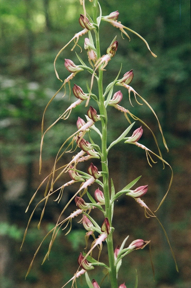 Image of Himantoglossum caprinum specimen.