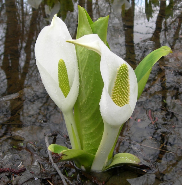 Image of Lysichiton camtschatcensis specimen.