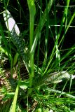 Dactylorhiza &times; kerneriorum