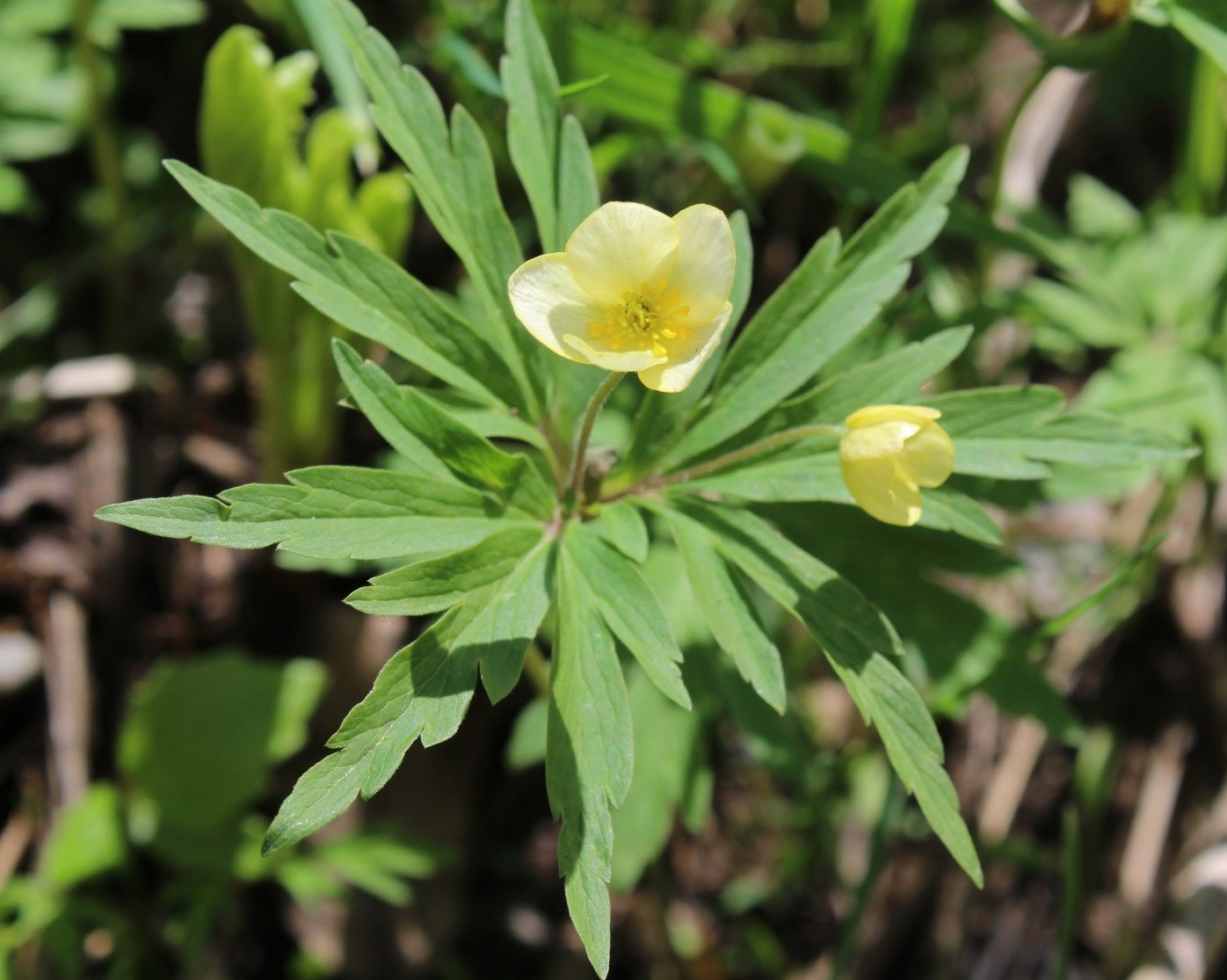 Изображение особи Anemone uralensis.