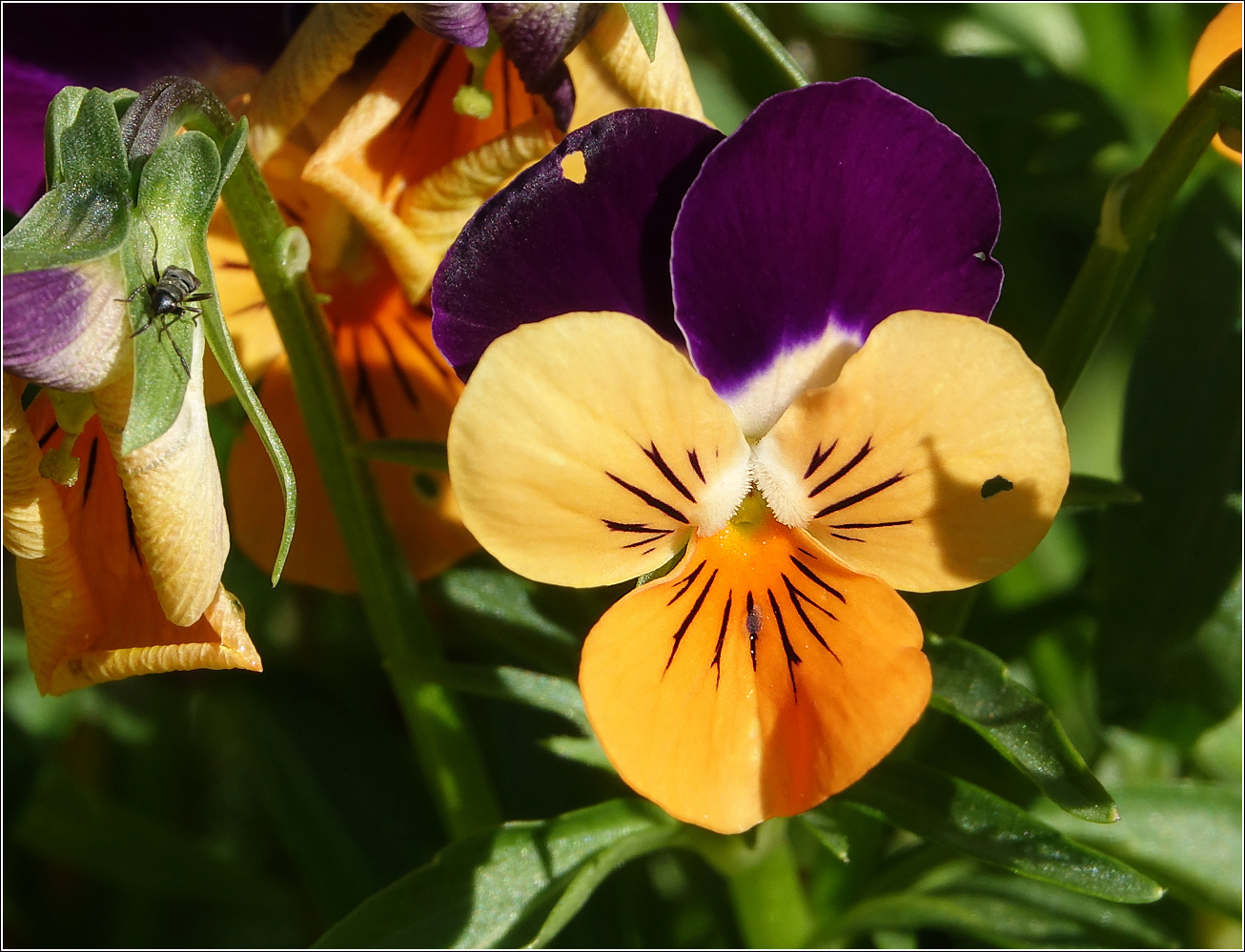 Image of Viola wittrockiana specimen.