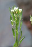 genus Draba