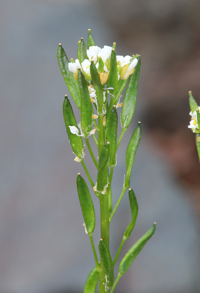 Изображение особи род Draba.