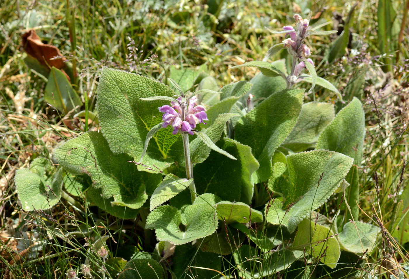 Image of Phlomoides oreophila specimen.