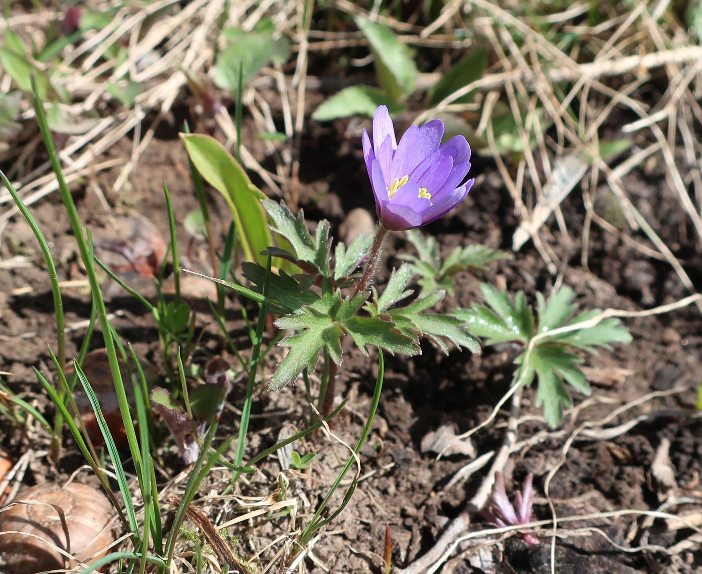 Изображение особи Anemone blanda.