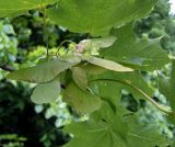 Acer platanoides