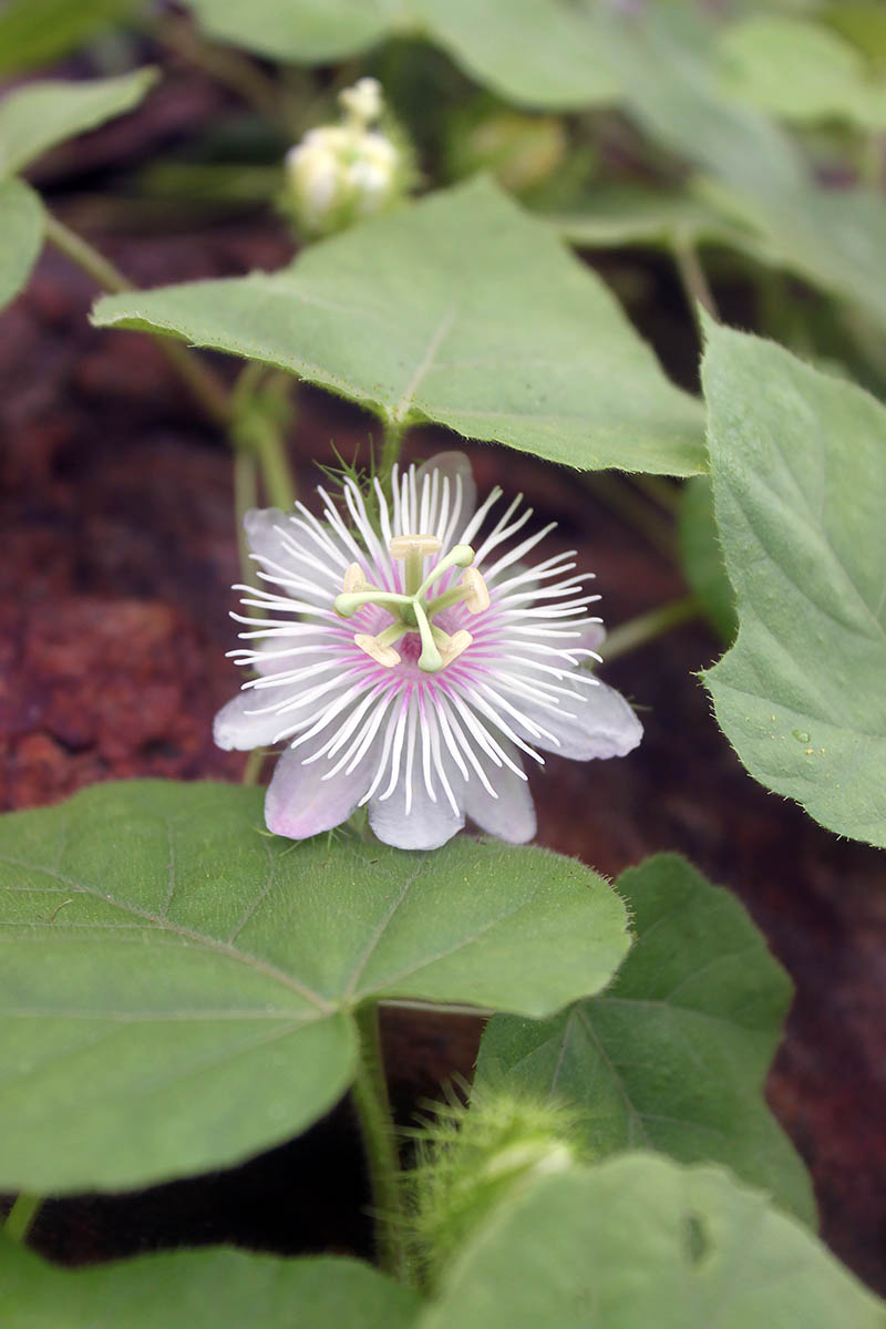 Image of Passiflora foetida specimen.