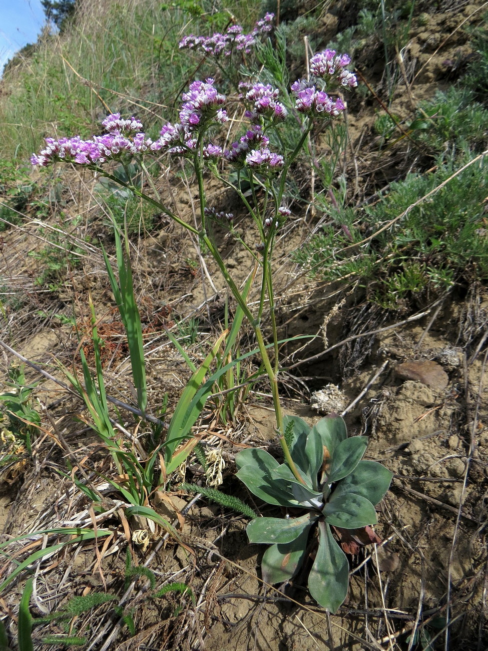 Изображение особи Goniolimon speciosum.