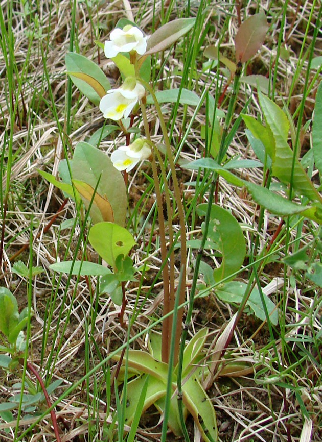 Изображение особи Pinguicula alpina.