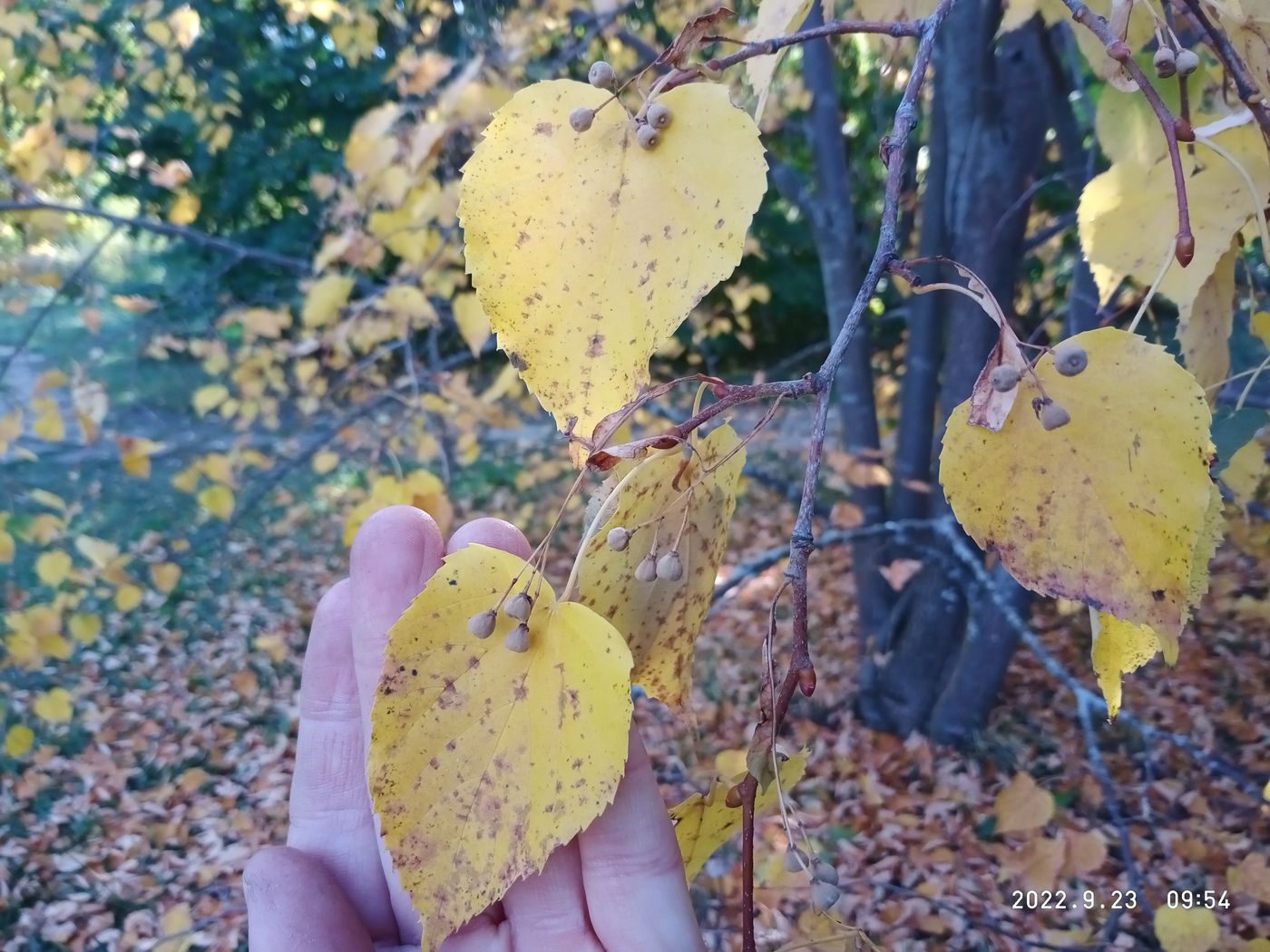 Изображение особи Tilia taquetii.