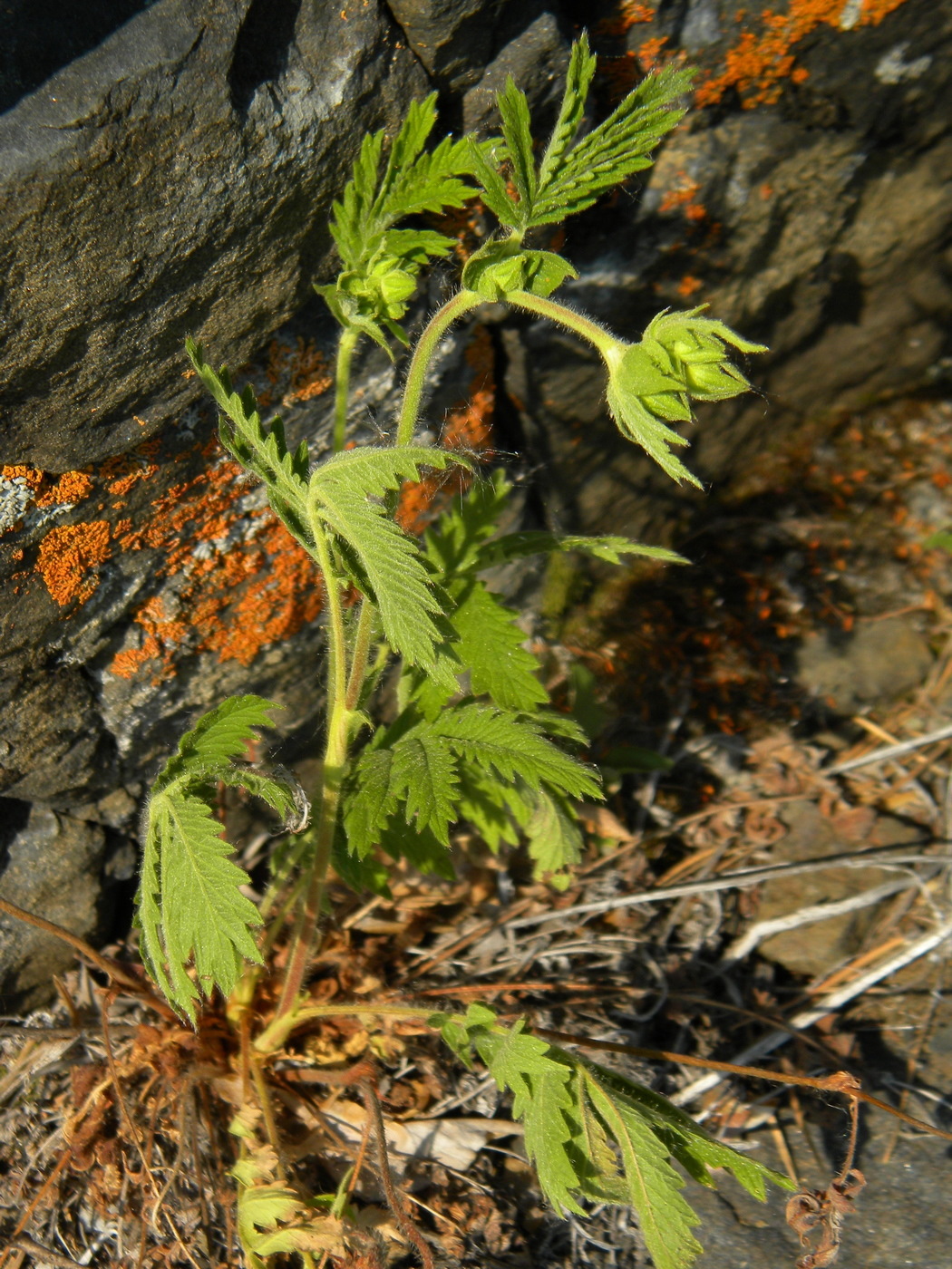 Изображение особи Geum aleppicum.