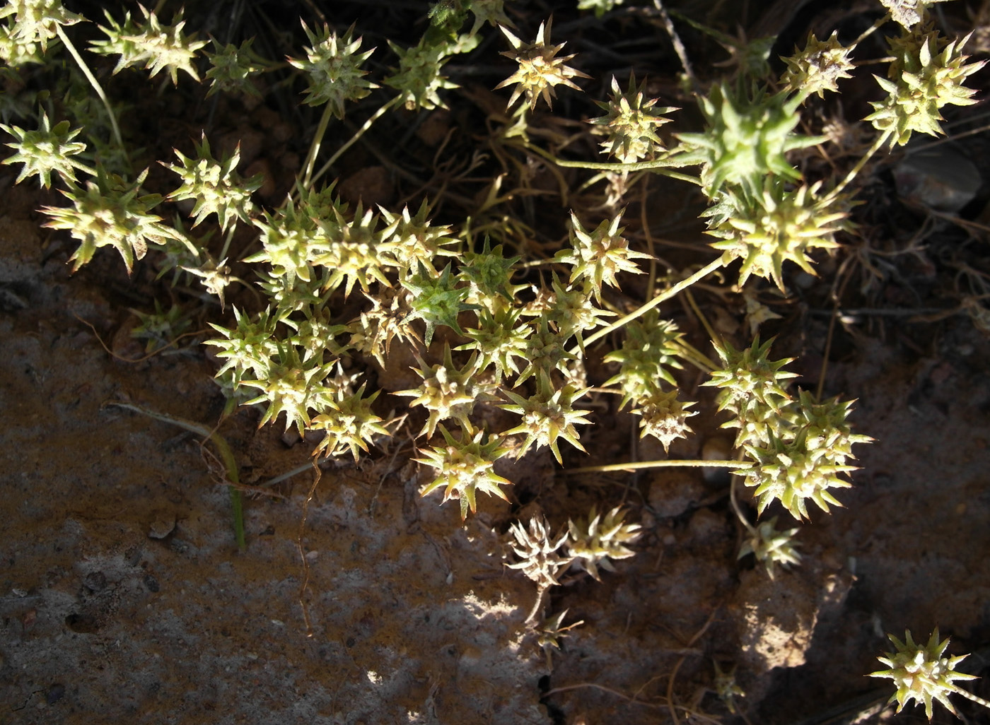 Изображение особи Ceratocephala orthoceras.