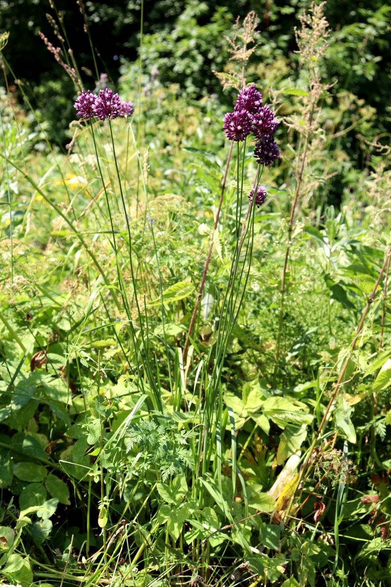 Image of Allium rotundum specimen.