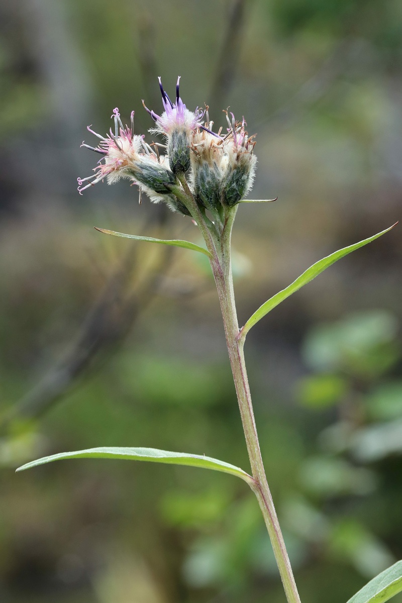 Изображение особи Saussurea alpina.