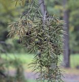 Juniperus rigida. Верхушка веточки с шишкоягодами. Москва, ГБС РАН, дендрарий. 15.09.2022.