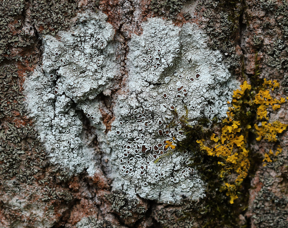 Image of genus Lecanora specimen.