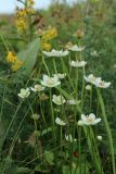 Parnassia palustris. Верхушки побегов с цветками и завязями. Мурманская обл., Кольский р-н, окр. с. Териберка, природный парк «Териберка», сев. побережье Секретарского оз., олуговелая вороничная приморская тундра. 04.08.2022.