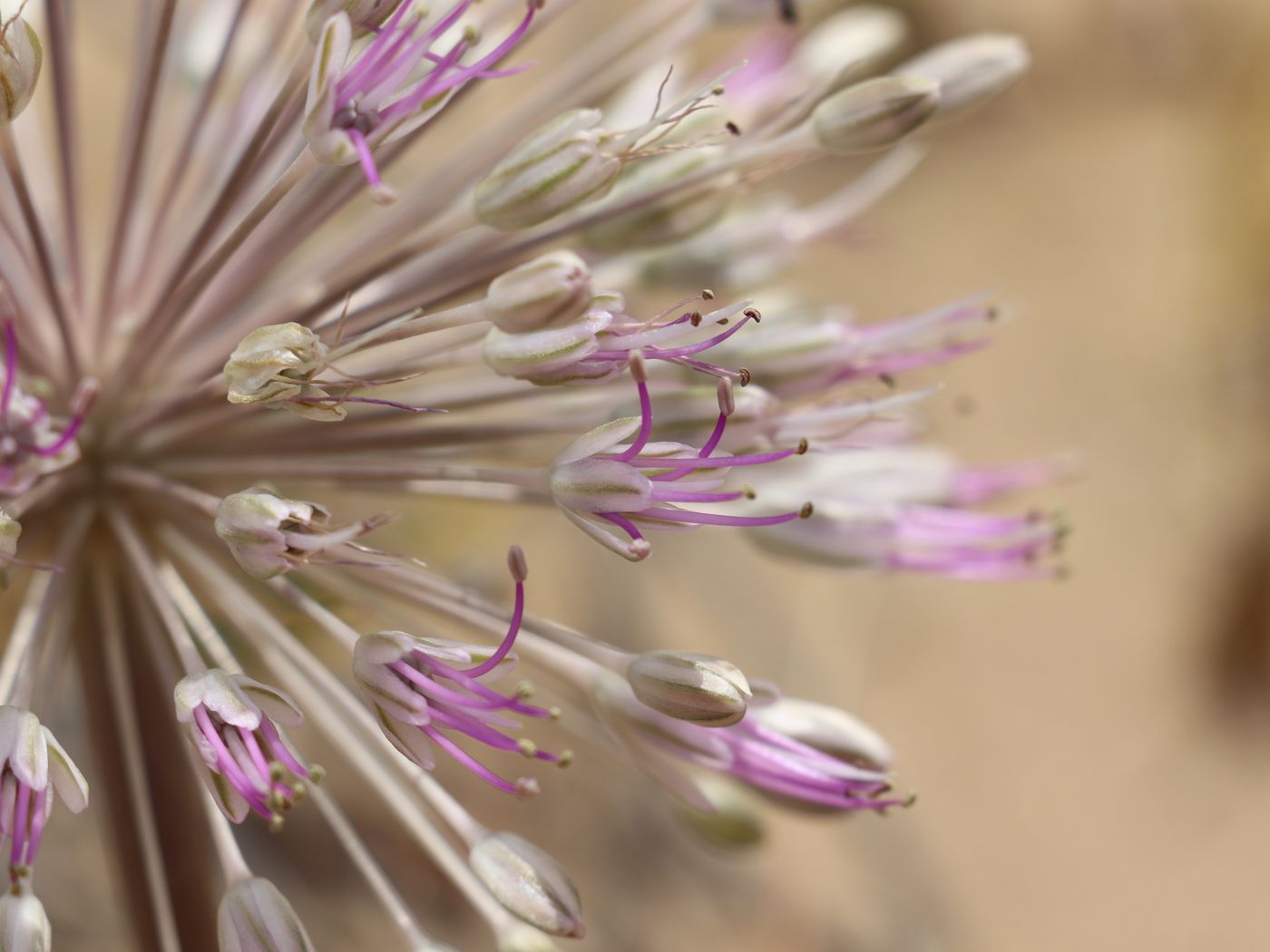 Image of Allium caspium specimen.