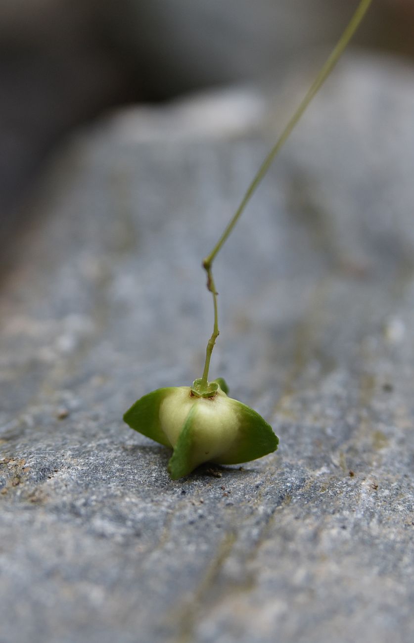 Image of Euonymus latifolius specimen.