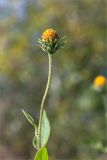 Helianthus tuberosus. Верхушка побега с отцветшим соцветием. Санкт-Петербург, Петергоф, придомовая территория. 19.09.2021.