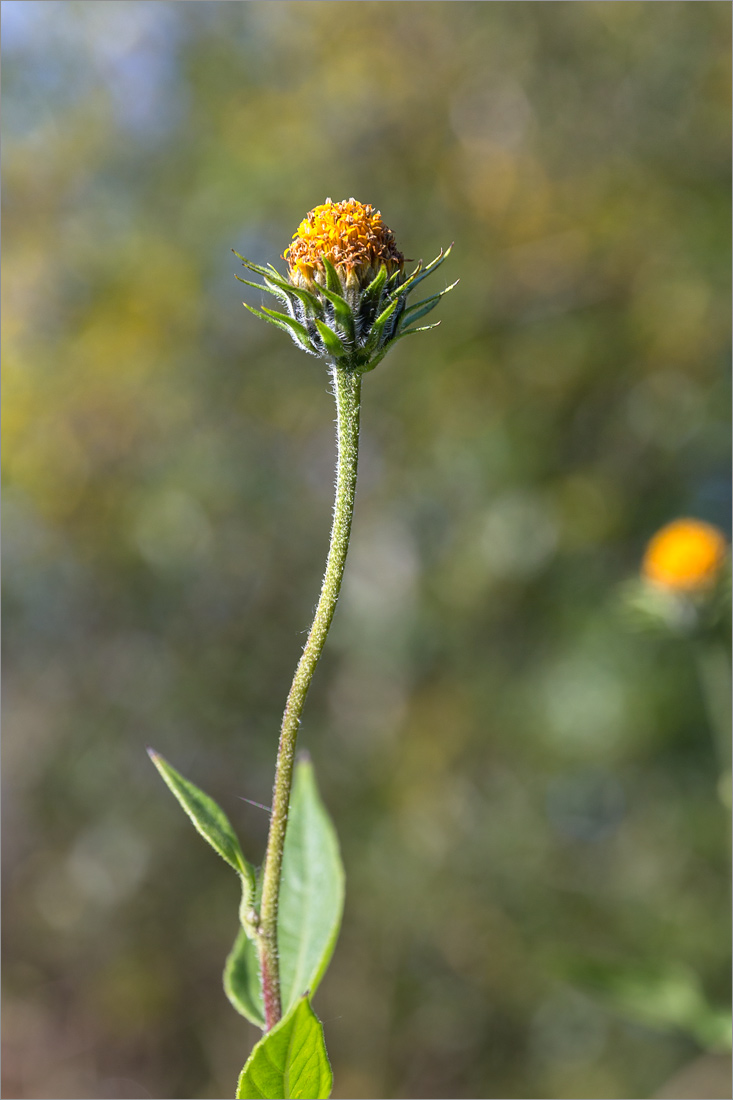 Изображение особи Helianthus tuberosus.