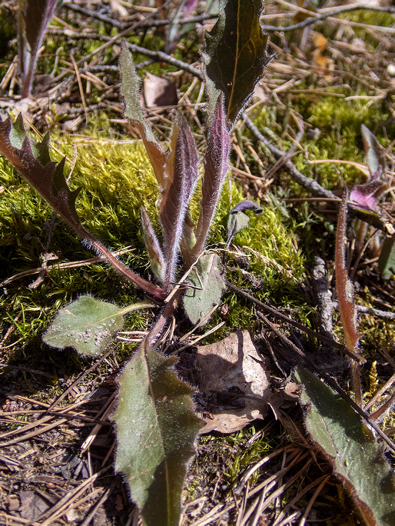 Image of genus Hieracium specimen.