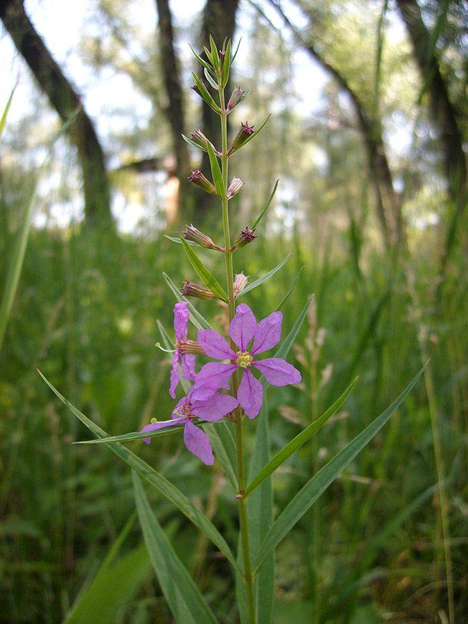 Image of Lythrum virgatum specimen.